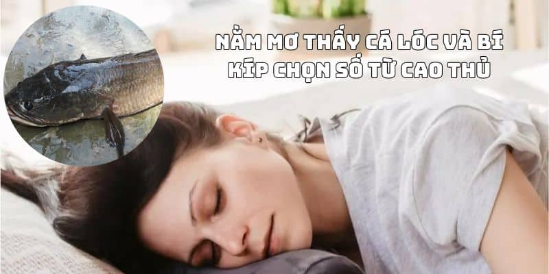 Bí kíp chọn số từ cao thủ khi mơ thấy cá lóc