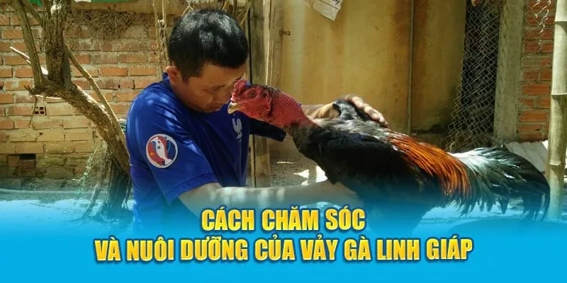 cach-cham-soc-vay-ga-linh-giap