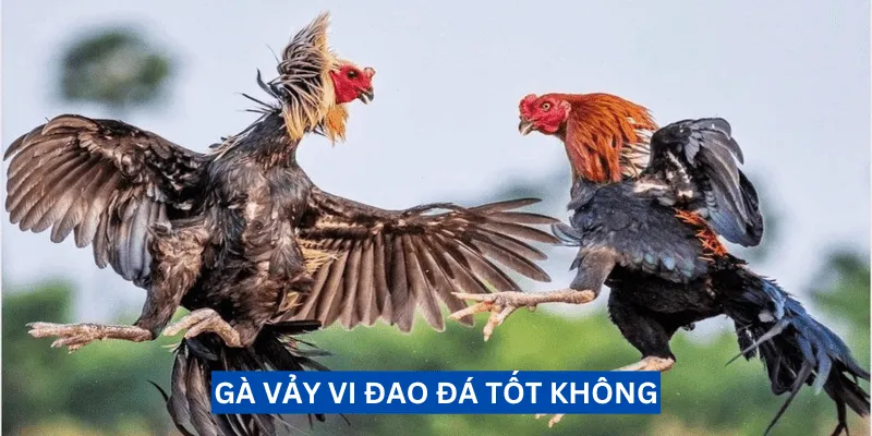 ga-vay-vi-dao-da-tot-khong