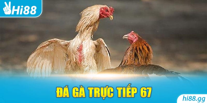 Đá Gà Trực Tiếp 67 - Nơi Cùng Kê Thủ Thỏa Mãn Đam Mê