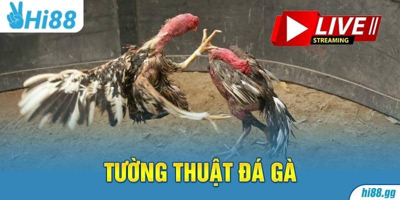 Hi88 - Trang Xem Tường Thuật đá gà Sôi Động Nhất