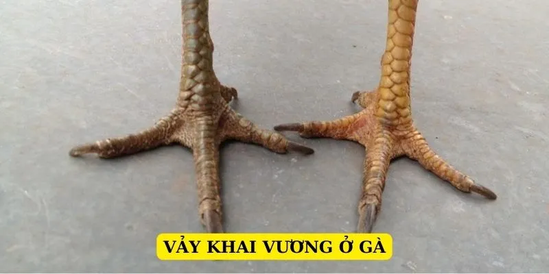 vay-khai-vuong-o-ga