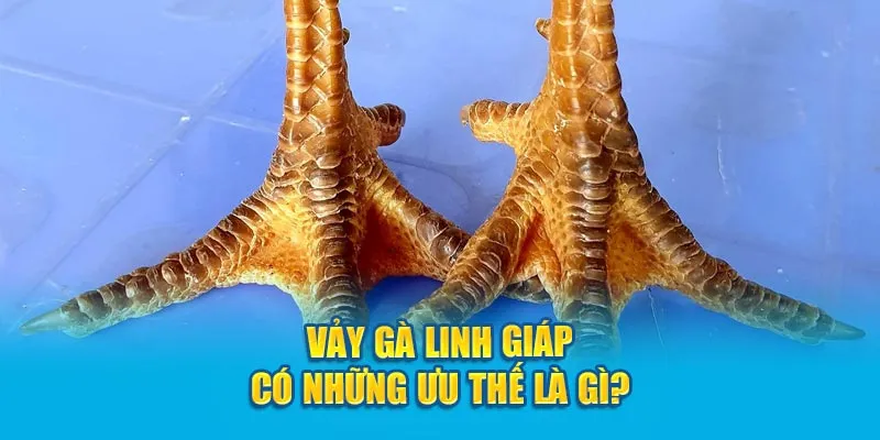 ga-vay-linh-giap-tu-da-nhu-nao